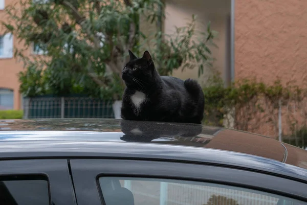 Primer Plano Gato Negro Acostado Techo Coche —  Fotos de Stock