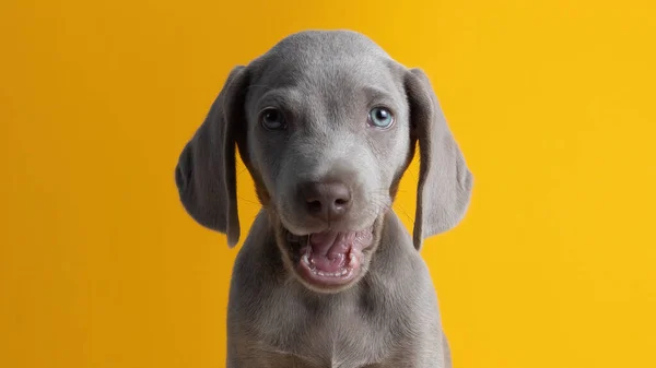 Söt Weimaraner Valp Isolerad Gul Bakgrund — Stockfoto