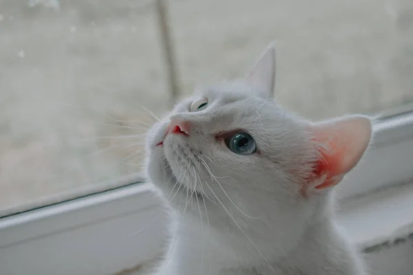 Tiro Ângulo Alto Gatinho Doméstico Branco Bonito Pela Janela — Fotografia de Stock