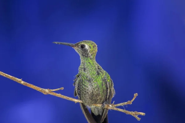 Beija Flor Abelha Verde Ramo Olhando Para Lado Fundo Azul — Fotografia de Stock