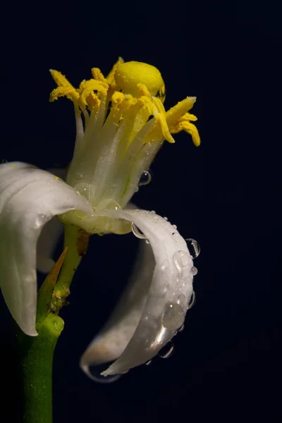 Вертикальний Знімок Білої Квітки Жовтим Посередині Краплі Води Спускаються Вниз — стокове фото