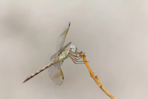 Primer Plano Una Libélula Verde Agarrando Una Pequeña Rama Con — Foto de Stock