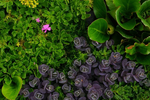 Top View Flowering Sedums Periwinkles — Stock Photo, Image