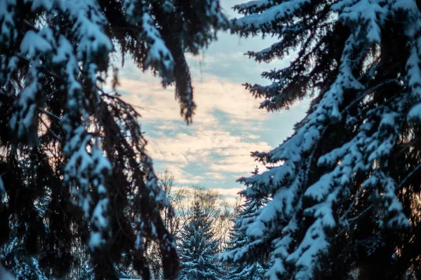 森林里被雪覆盖的云杉树的美丽景色 — 图库照片