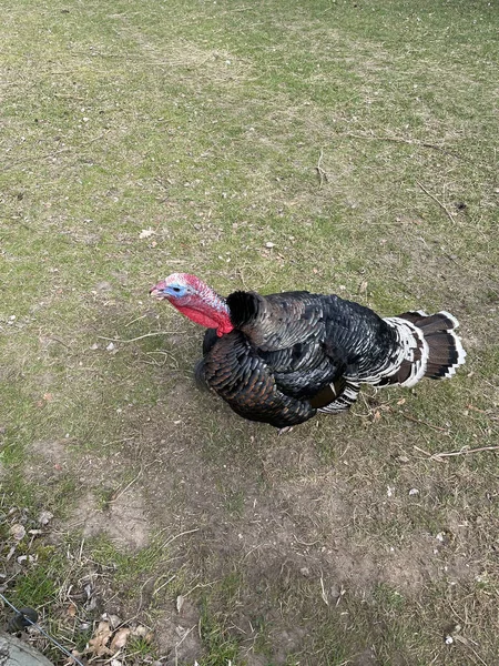 Une Dinde Marchant Sur Herbe Dans Jardin — Photo