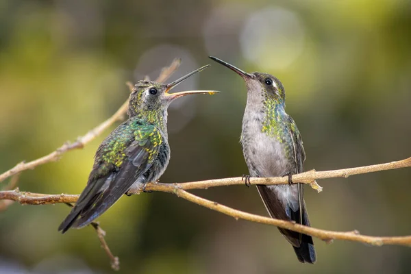 Ung Kolibri Trädgren Solig Skog Väntar Med Öppen Mun Att — Stockfoto