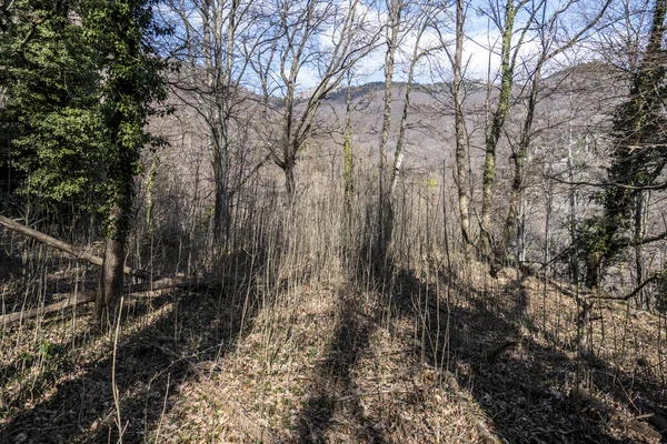 Eine Landschaft Kahler Büsche Hang Sonnenlicht — Stockfoto