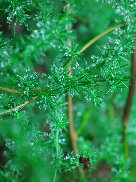 Вертикальный Снимок Зеленой Спаржи Капельками Дождя Саду — стоковое фото