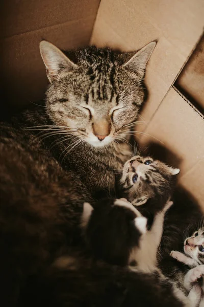 Vertical Shot Cat Adorable Kittens Cardboard Box Floor — Stock Photo, Image