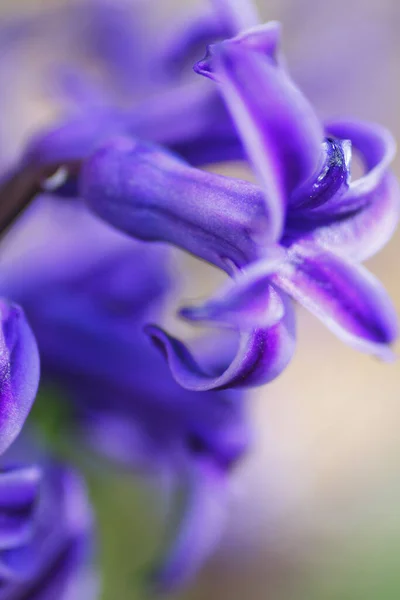 Vertikal Bild Lila Hyacint Blommor Trädgården — Stockfoto