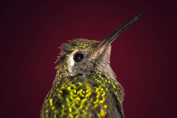 Gros Plan Colibri Perché Sur Une Branche Arbre — Photo