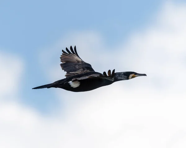 Une Prise Vue Sélective Grand Cormoran Vol — Photo