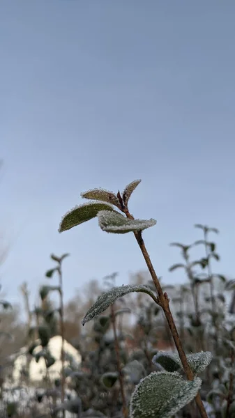 Detailní Záběr Zamrzlých Větví Stromů Lese — Stock fotografie