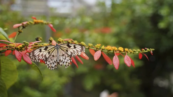 Tiro Seletivo Foco Uma Borboleta Empoleirada Uma Flor — Fotografia de Stock