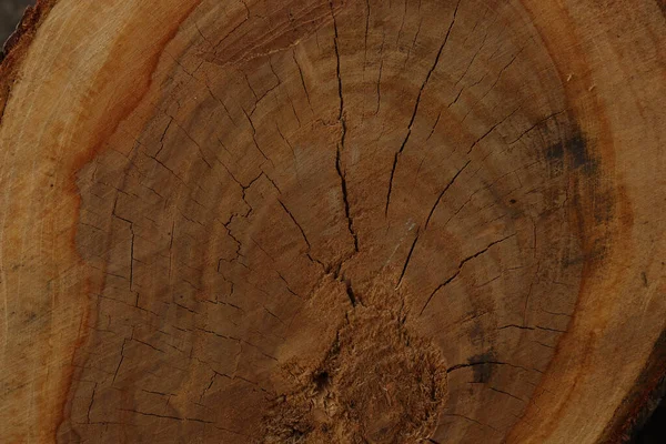 Närbild Skuren Trädstam Struktur — Stockfoto