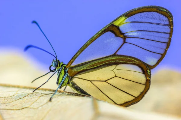 Plan Macro Papillon Aux Ailes Transparentes Sur Fond Violet — Photo