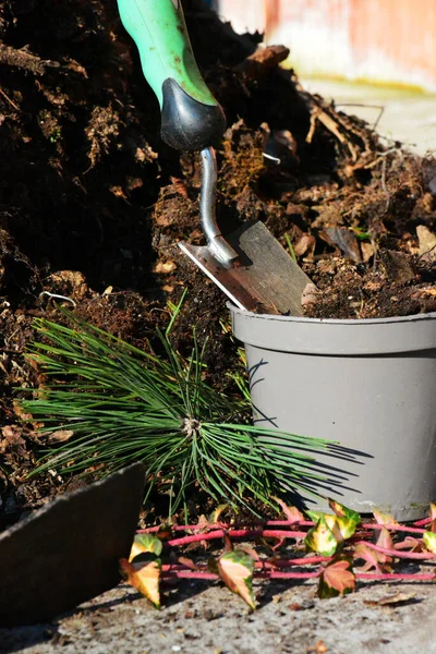 Heap Theearth Gardening Tools Planting Tree — Stock Photo, Image