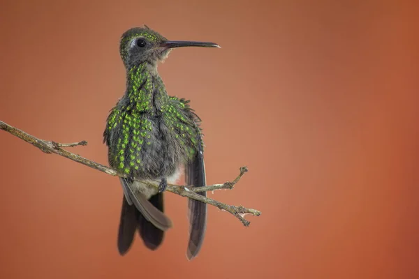 Hummingbird Perched Tree Branch — Stock Photo, Image