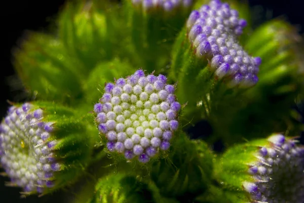 Primo Piano Bellissimi Fiori Sensibili Giardino — Foto Stock