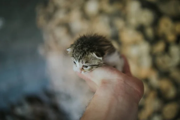 Вибірковий Фокус Когось Хто Тримає Чарівний Маленький Кошеня — стокове фото