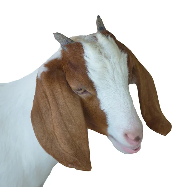 Eine Nahaufnahme Einer Ziege Isoliert Auf Weißem Hintergrund — Stockfoto