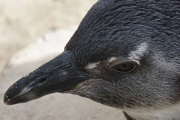 Siyah Tüylü Küçük Gagalı Bir Penguenin Yakın Plan Fotoğrafı — Stok fotoğraf