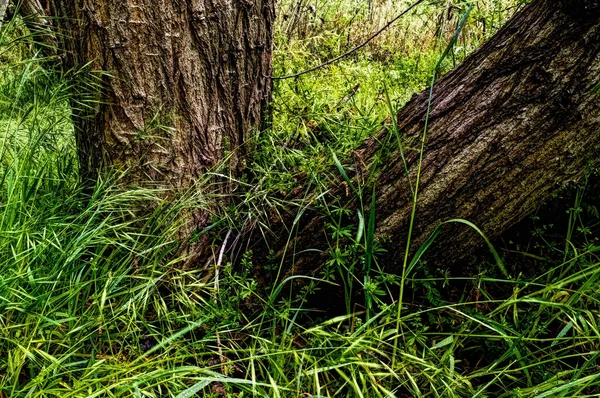 Detailní Záběr Kmenů Stromů Zelenou Trávou Lese — Stock fotografie