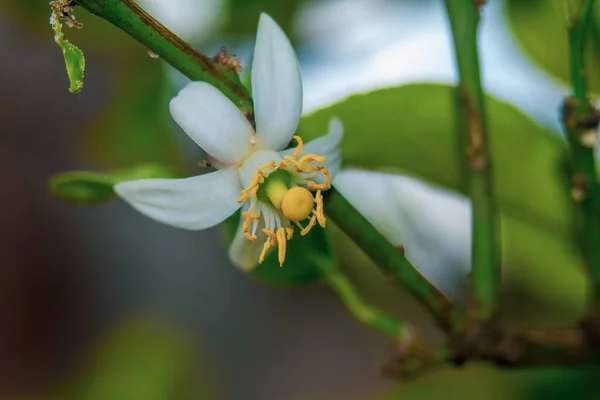 Крупный План Красивого Белого Цветка Лилии Саду — стоковое фото