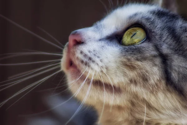 Tiro Close Cabeça Gato Bonito Fundo Borrado — Fotografia de Stock