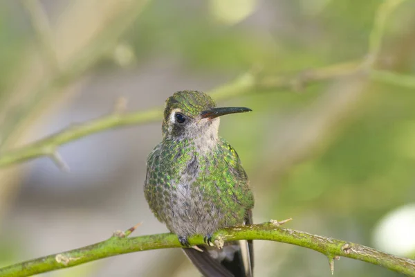 Tiro Close Beija Flor Empoleirado Galho Árvore — Fotografia de Stock