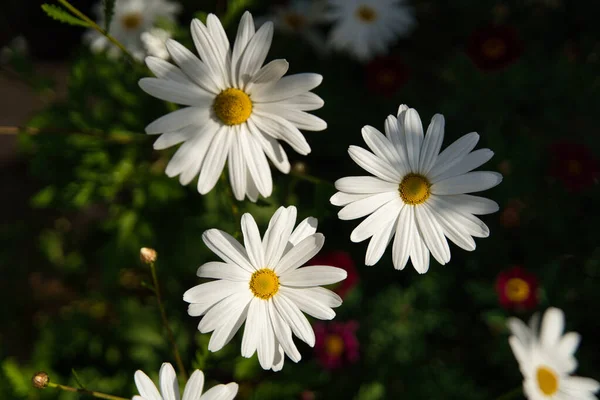 Une Mise Point Sélective Des Belles Marguerites Blanches — Photo