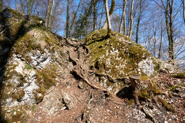 Closeup Shot Large Roots Slope Stones Moss Trees — Stock Photo, Image