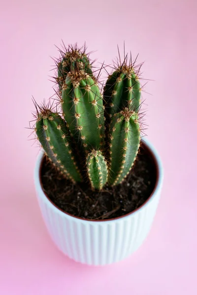 Plan Vertical Cactus Pot Sur Une Surface Rose Sous Les — Photo