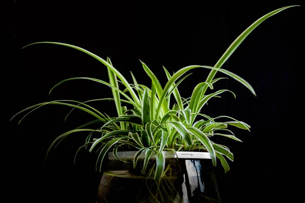 Les Feuilles Vertes Plante Chlorophytum Isolées Sur Fond Noir — Photo