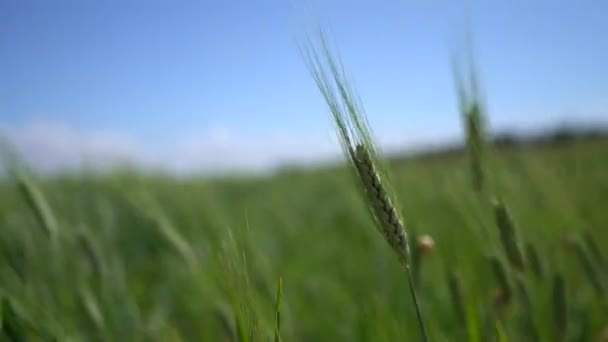 Όμορφο Σαλιγκάρι Spikelet Μεταξύ Λιβάδι Ηλιόλουστη Μέρα Καλοκαίρι Έννοια Κοντά — Αρχείο Βίντεο