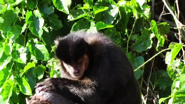 Cute Little Monkey Siedzi Wśród Drzew Liści Zewnątrz Koncepcja Latem — Wideo stockowe