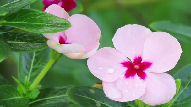 Красиві Квіти Відкритому Повітрі Літня Концепція Вид Зверху — стокове відео