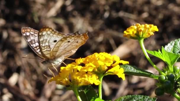 Бабочка Опыляет Цветы Открытом Воздухе Летняя Концепция Близкий Вид — стоковое видео