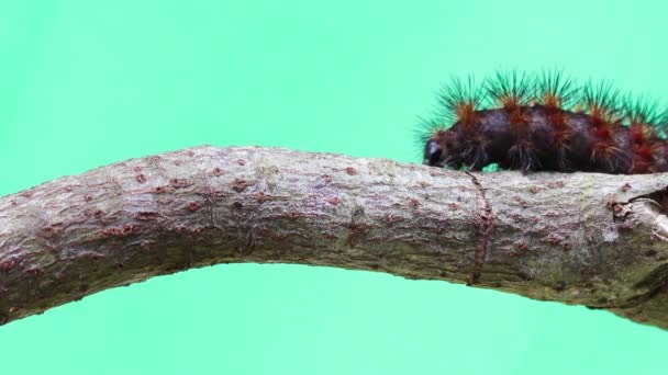 Oruga Arrastrándose Rama Árbol Aire Libre Concepto Verano Vista Cercana — Vídeos de Stock