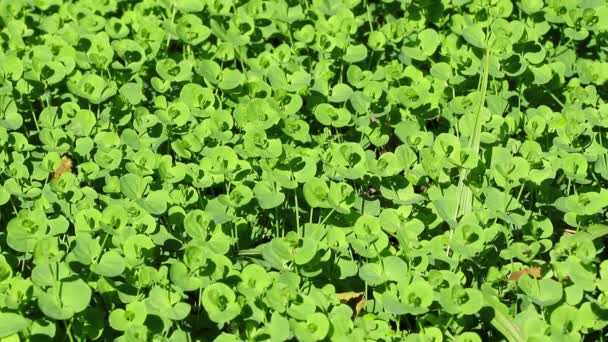 Plantas Verdes Que Crecen Aire Libre Concepto Verano Vista Cercana — Vídeo de stock