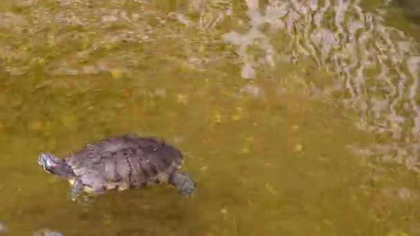 Zbliżenie Żółwia Wodzie — Wideo stockowe