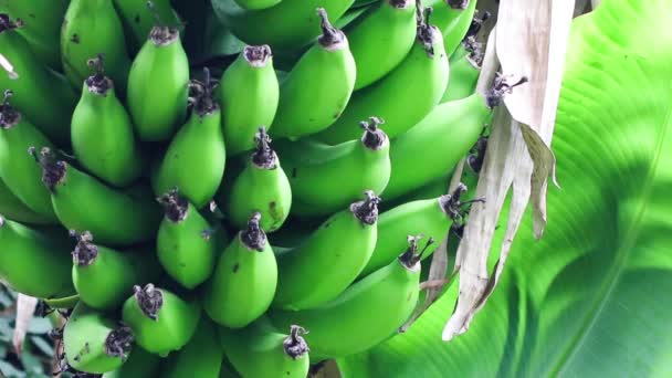 Banana Tree Green Bananas — Stock Video