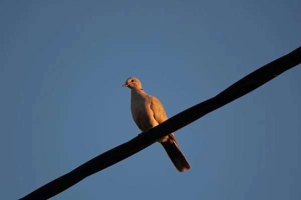 Zbliżenie Ptaków Siedzących Kablu — Zdjęcie stockowe