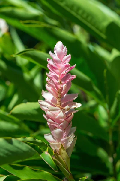 在一个阳光明媚的花园里 一张美丽的粉色花朵的垂直选择性的焦点照片 — 图库照片