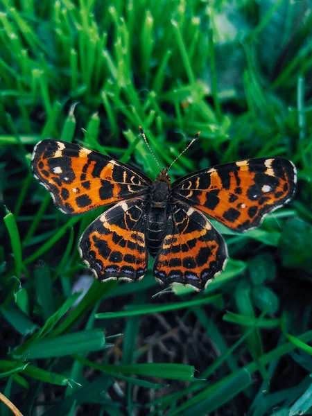 Крупным Планом Снимок Симпатичной Бабочки Траве — стоковое фото
