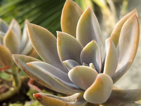 Ett Selektivt Fokus För Anläggning Echeveria — Stockfoto