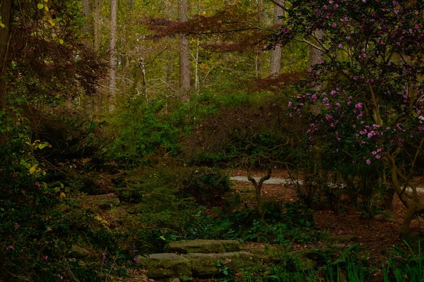 Eine Landschaft Aus Dunklem Wald Mit Viel Grün Und Blumensträuchern — Stockfoto