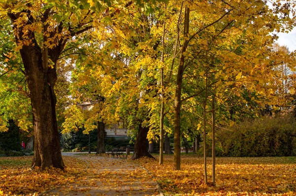 Beautiful Shot Park Trees Autumn — Stock Photo, Image