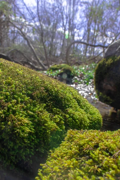 Vertikal Bild Mossa Nära Strömmande Flod Skogen — Stockfoto