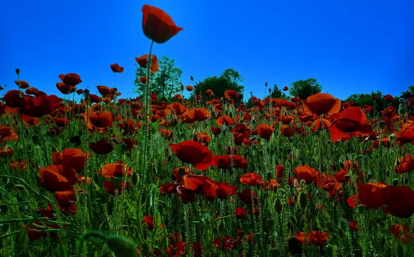 Belo Campo Flores Papoula Dia Brilhante Ensolarado — Fotografia de Stock